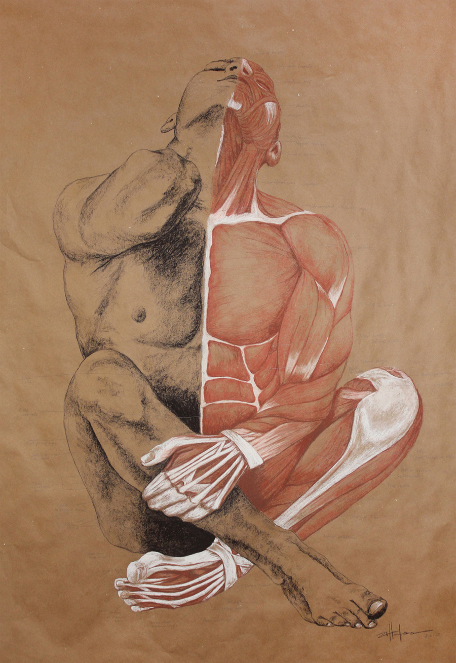 Original Art , Male Figure - Muscle Study - Labeling in Charcoal & Conte "MUSCLE MAN" by Marcy Ann Villafaña