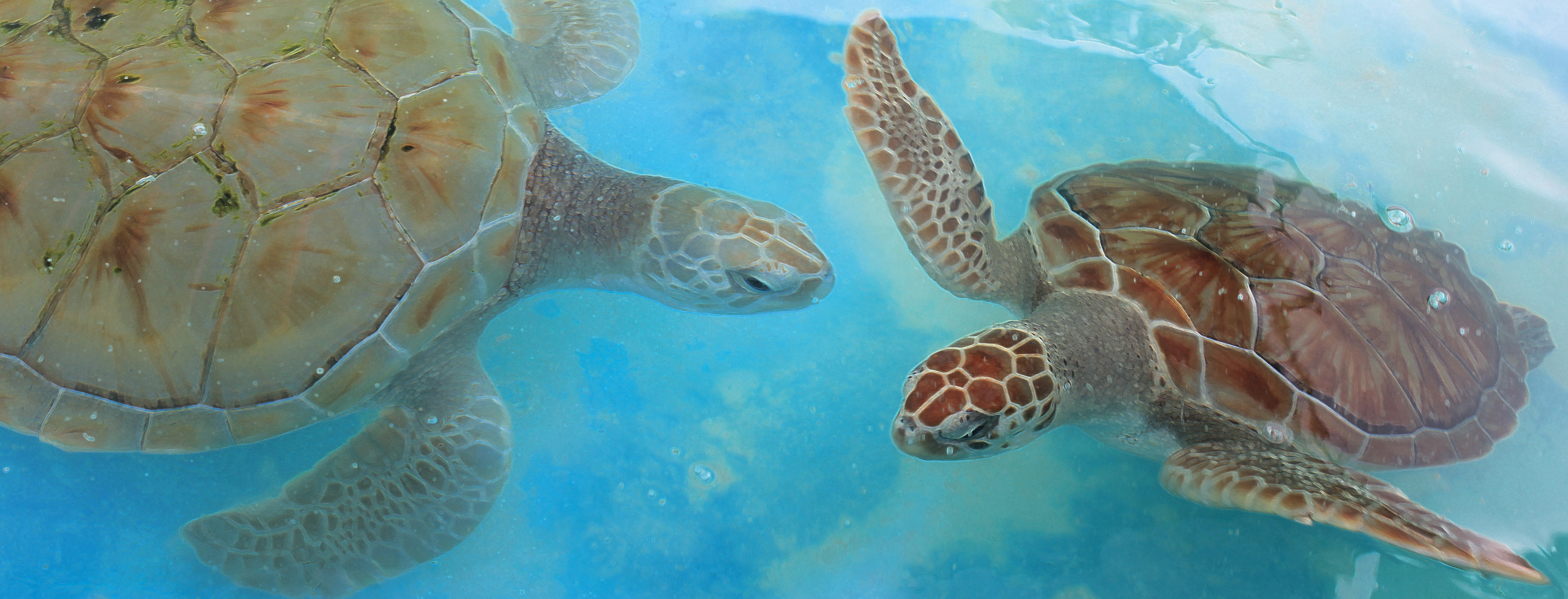 Danza de las Tortugas - Dancing Turtles of the Caribbean Oceans - Original underwater photos by Marcy Ann VIllafana