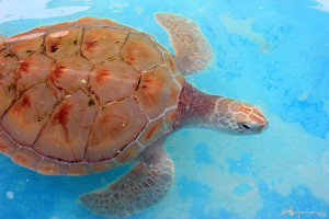 Heaven is the Sea. Turtles of the Caribbean - El cielo es el mar -Original underwater photos by Marcy Ann Villafana