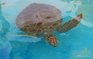 Bajo el Mar II - Under the Sea with Turtles - More turtles from the Original photos of Marcy Ann Villafana
