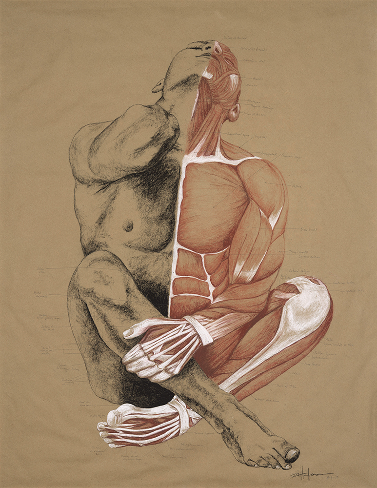 Original Art , Male Figure - Muscle Study - Labeling in Charcoal & Conte "MUSCLE MAN" by Marcy Ann Villafaña